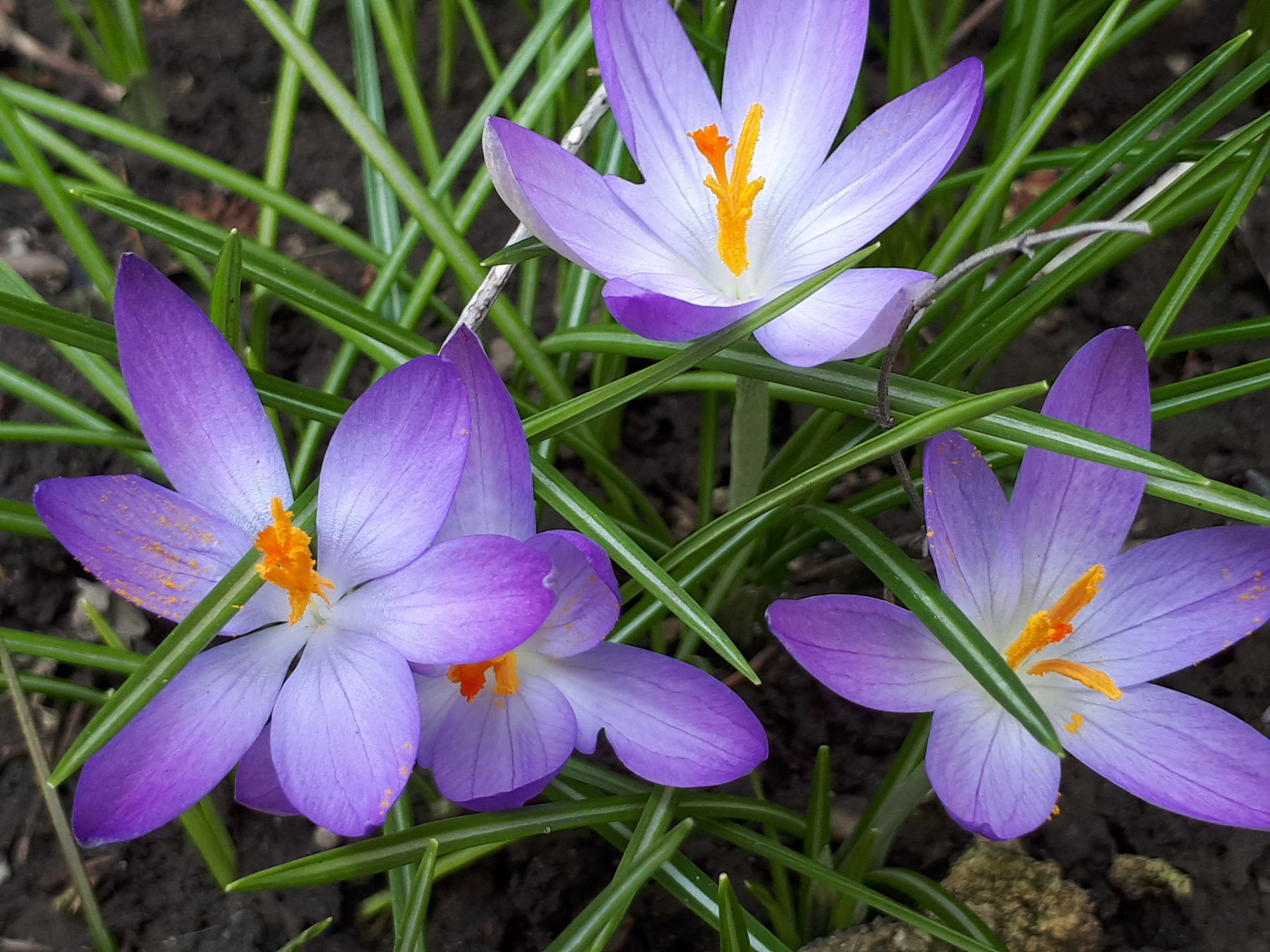 Krokusse Bienenzentrum OÖ.jpg Krokusse Bienenzentrum OÖ.jpg