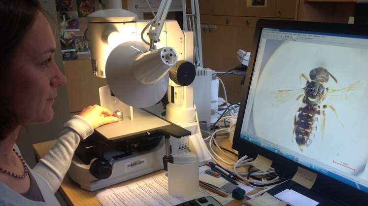 Zobodat.jpg Zobodat.jpg