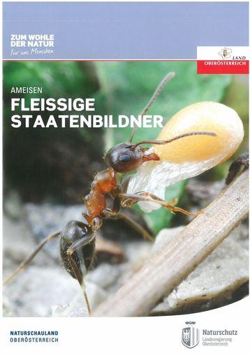 Ameisen Fleissige Staatenbildner.jpg