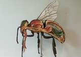 Bienenmodell.jpg Bienenmodell.jpg