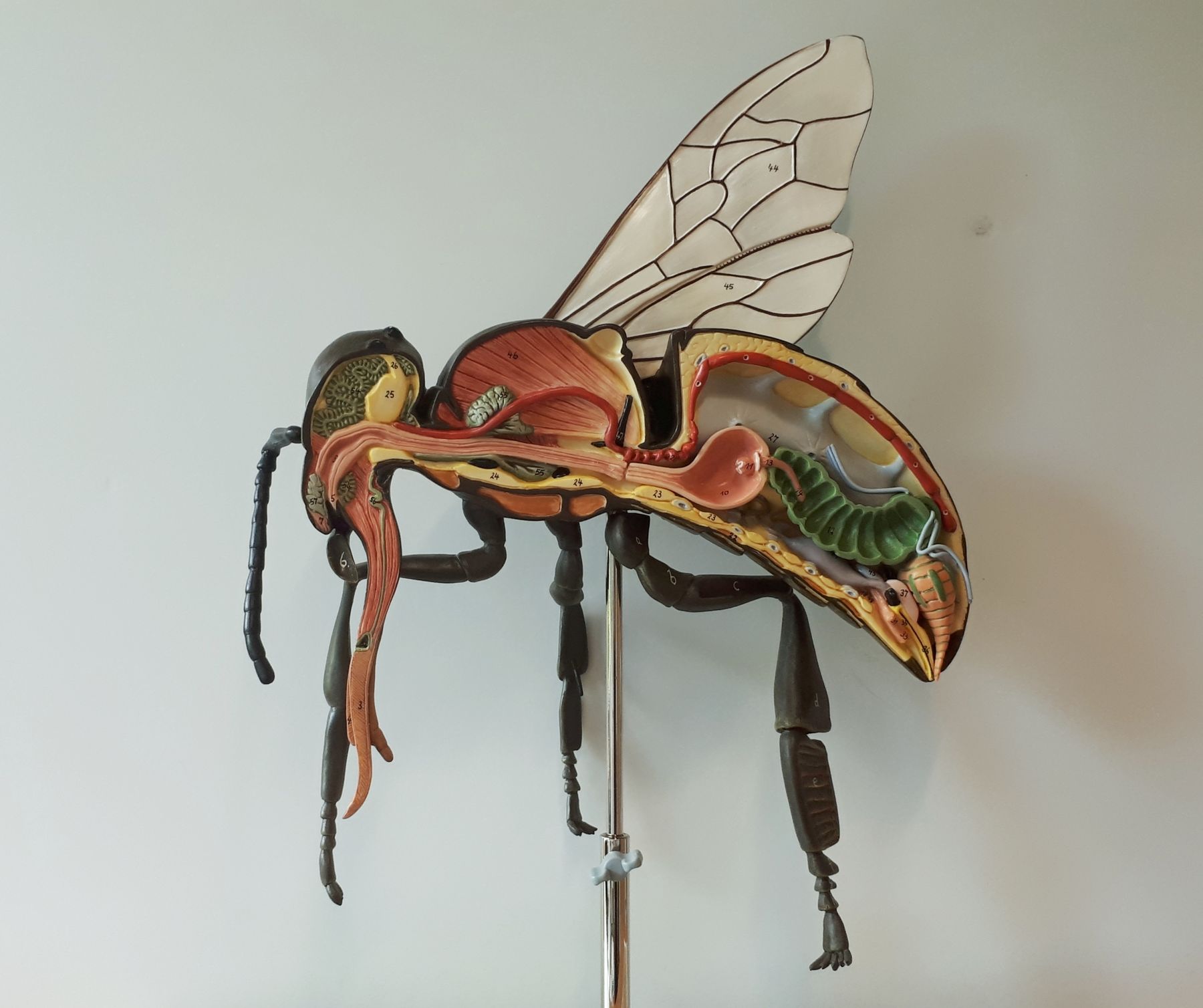Bienenmodell.jpg Bienenmodell.jpg