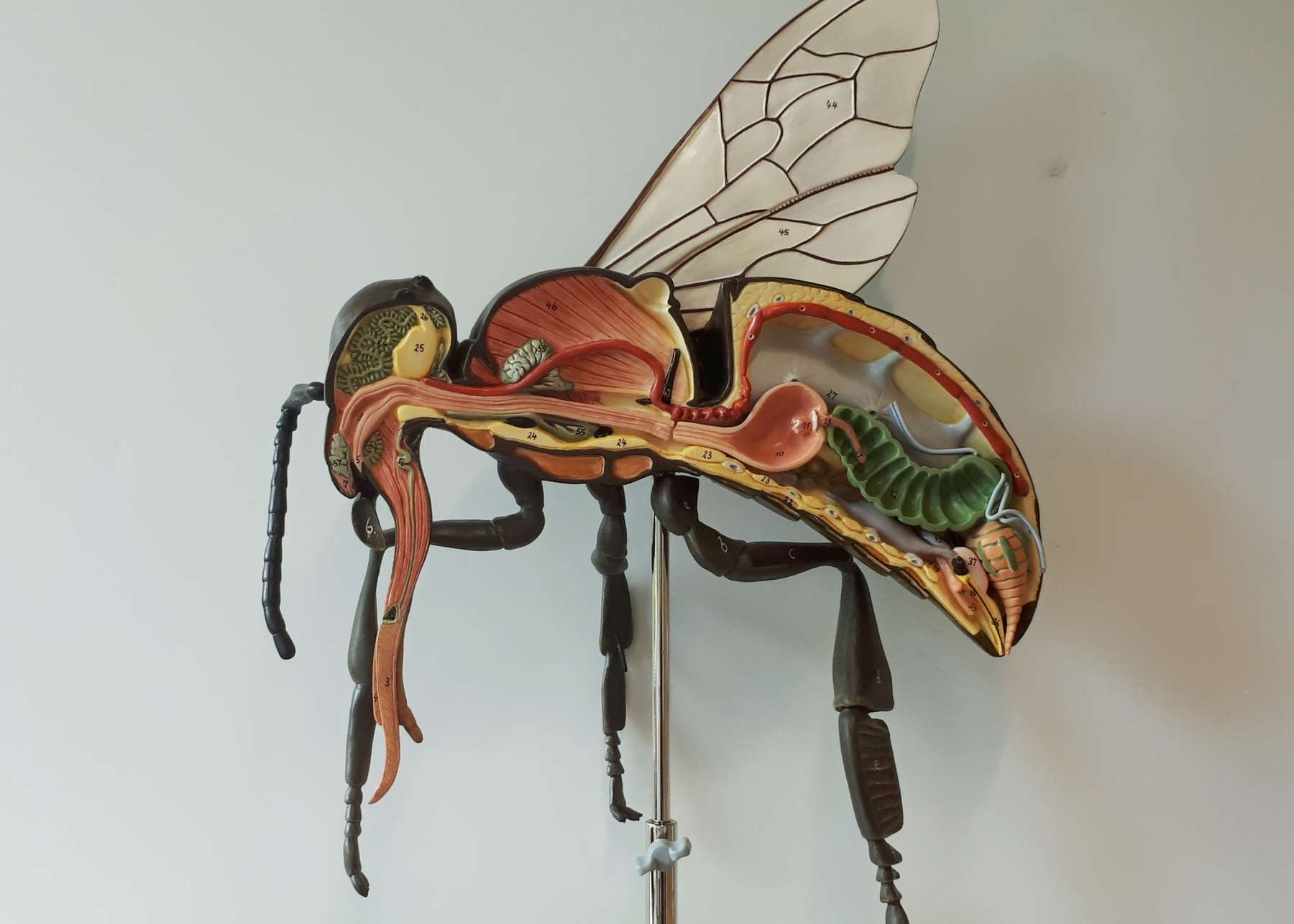 Bienenmodell.jpg