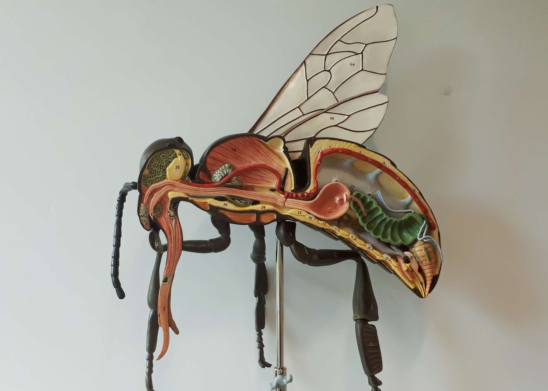 Bienenmodell.jpg Bienenmodell.jpg