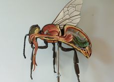 Bienenmodell.jpg