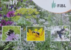 Blühstreifen und wildbienen.jpg