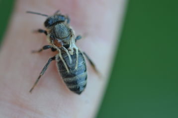 Leider kein seltenes Bild: eine an Flügeldeformationsvirus erkrankte Honigbiene, die auf dem Rücken eine Varroamilbe trägt..jpg