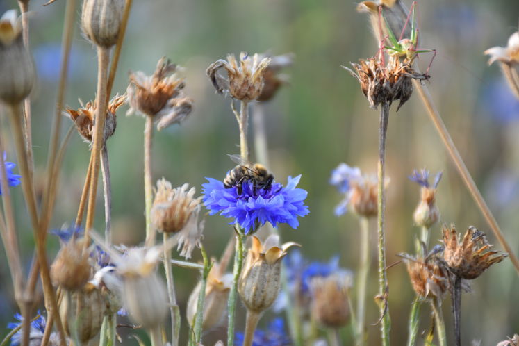 Kornblume: ein Gaumenschmaus und wichtige Trachtpflanze für Wild- und Honigbienen. Aufnahme 07.08.18 in Leonding..jpg Kornblume: ein Gaumenschmaus und wichtige Trachtpflanze für Wild- und Honigbienen. Aufnahme 07.08.18 in Leonding..jpg