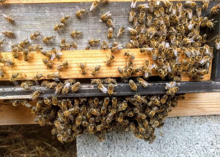 Kein seltenes Bild: Nicht nur der Imker kommt heuer ins Schwitzen. Viele Bienen hängen in der Traube am Flugbrett. © Bienenzentrum OÖ Kein seltenes Bild: Nicht nur der Imker kommt heuer ins Schwitzen. Viele Bienen hängen in der Traube am Flugbrett. © Bienenzentrum OÖ