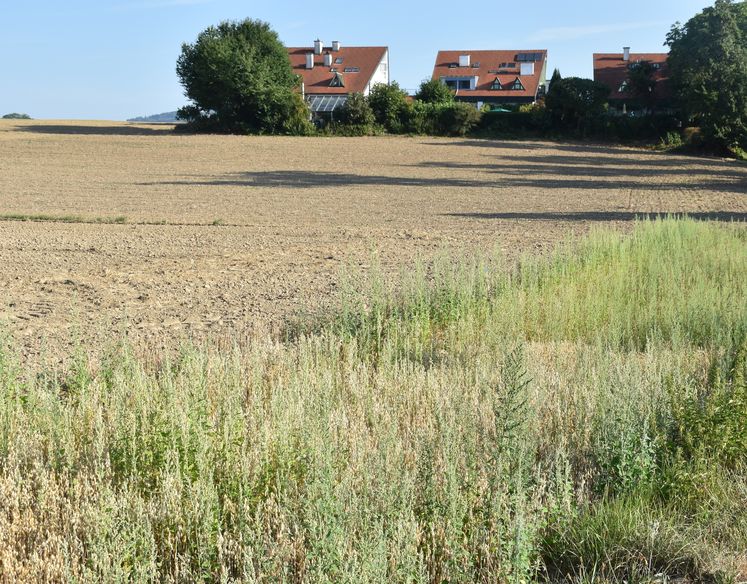 Mit Hafer angelegte Absetzmulde zum Erosionsschutz und zur Wasserrückhaltung auf landwirtschaftlichen Flächen in der Gemeinde Leonding. Auch die trockenheitsresistente Melde hat sich stark durchgesetzt – zum Bedauern der Landwirte.jpg Mit Hafer angelegte Absetzmulde zum Erosionsschutz und zur Wasserrückhaltung auf landwirtschaftlichen Flächen in der Gemeinde Leonding. Auch die trockenheitsresistente Melde hat sich stark durchgesetzt – zum Bedauern der Landwirte.jpg