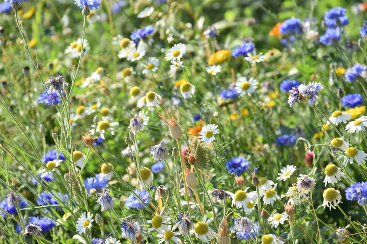 Stetiges aufeinanderfolgendes Blühangebot ist für Honigbienen (über-)lebenswichtig: vor allem die Kornblume, Färber-Hundskamille, Ringelblume, Klatschmohn, Ackerhundskamille und Kleesorten, wie Inkarnatklee sind Blütenpflanzen, die in den August hinein ge Stetiges aufeinanderfolgendes Blühangebot ist für Honigbienen (über-)lebenswichtig: vor allem die Kornblume, Färber-Hundskamille, Ringelblume, Klatschmohn, Ackerhundskamille und Kleesorten, wie Inkarnatklee sind Blütenpflanzen, die in den August hinein ge