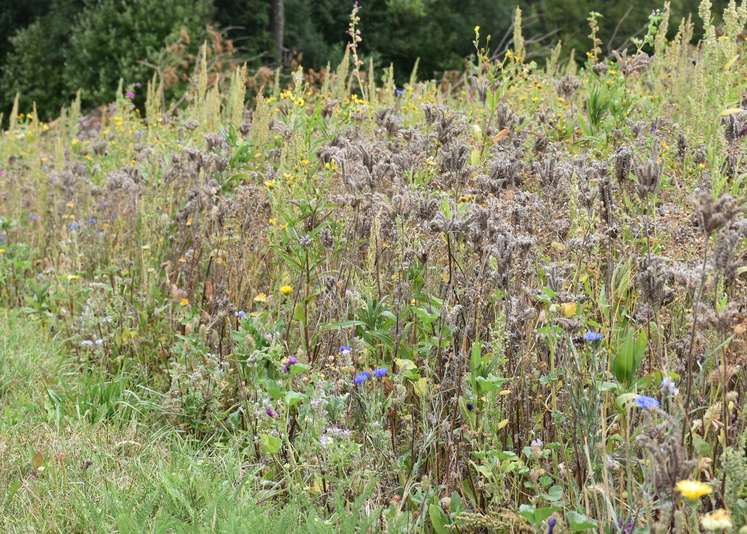 Viele Bienentrachtbrache-Flächen sind in OÖ nahezu verblüht. Einzelne Landwirte denken bereits an den Umbruch der Fläche. Dieser ist aber erst ab dem 1. September zugelassen. Aufnahme vom 10.08.2018 in Hörsching. .jpg Viele Bienentrachtbrache-Flächen sind in OÖ nahezu verblüht. Einzelne Landwirte denken bereits an den Umbruch der Fläche. Dieser ist aber erst ab dem 1. September zugelassen. Aufnahme vom 10.08.2018 in Hörsching. .jpg