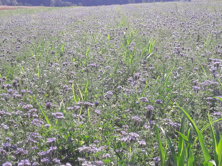 Mähdruschsaat am 20.06. bei Wintergerste, Fotos vom 16.08. Versuchsstandort Singer in Rohr/Bad Hall. sehr schöner Bestand, Phacelia u. Alexandriner-Klee in Vollblüte. .jpg