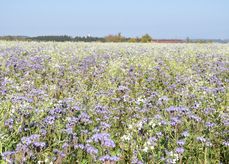 Für die Bienen ist derzeit Frühling: viele Zwischenfruchtbestände wie Phacelia, Ölrettich und Senf stehen witterungsbedingt teils noch in Vollblüte. Aufnahme vom 22.10.2018.jpg