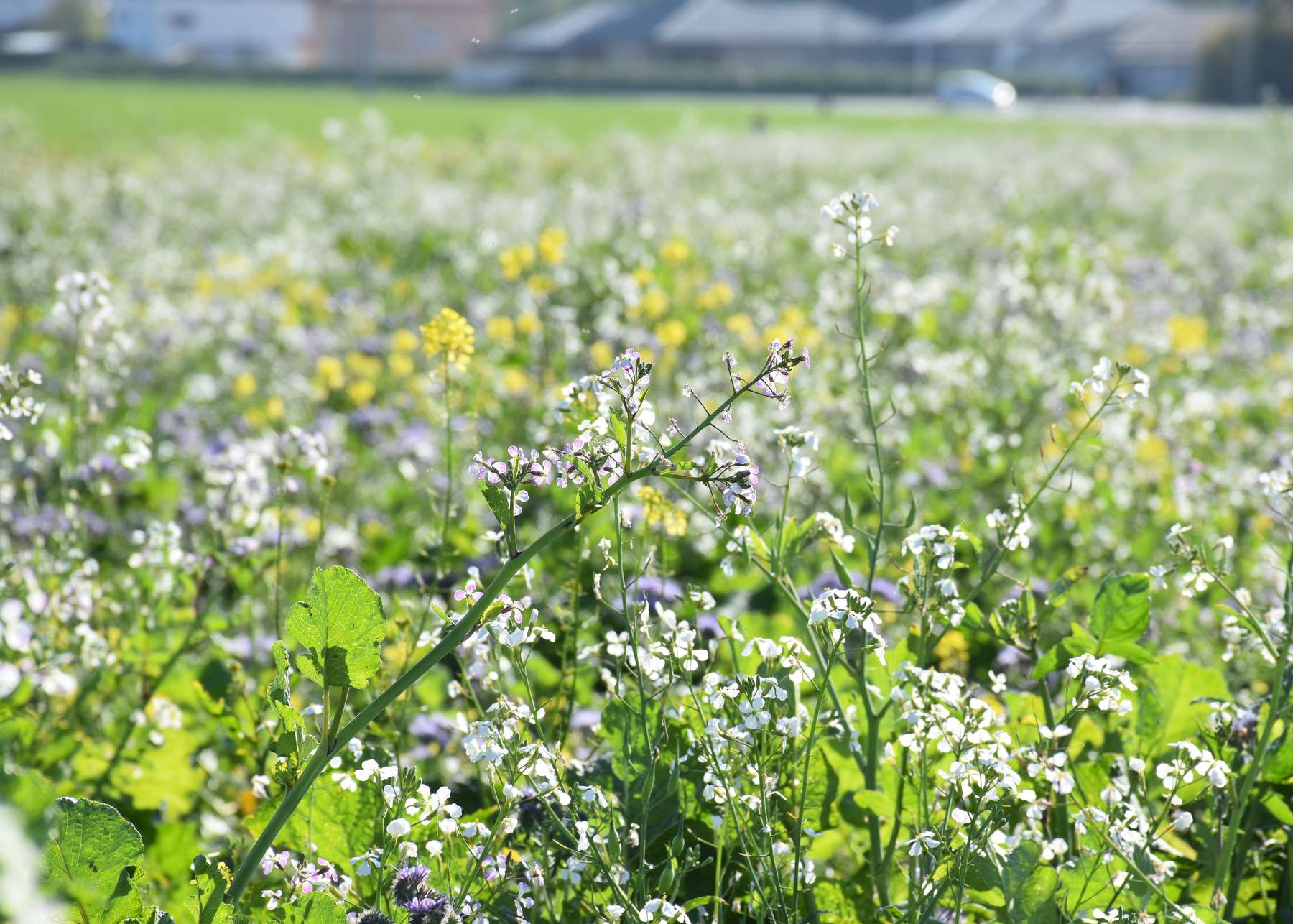 Zwischenfruchtbestand mit Ölrettich, Senf und Phacelia. Aufnahme vom 22.10.2018.jpg Zwischenfruchtbestand mit Ölrettich, Senf und Phacelia. Aufnahme vom 22.10.2018.jpg