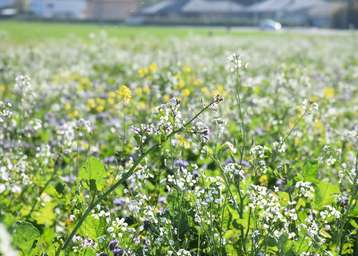 Zwischenfruchtbestand mit Ölrettich, Senf und Phacelia. Aufnahme vom 22.10.2018.jpg Zwischenfruchtbestand mit Ölrettich, Senf und Phacelia. Aufnahme vom 22.10.2018.jpg