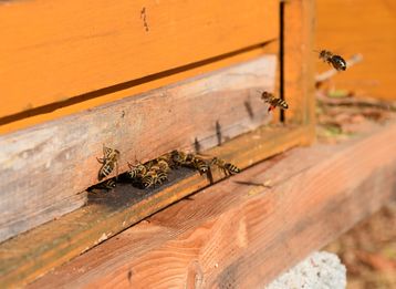 Flugbetrieb bei frühlingshaften Temperaturen von 18°C Außentemperatur. Aufnahme vom 07.11.2018 in Linz-Urfahr. .jpg