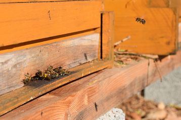 Flugbetrieb bei frühlingshaften Temperaturen von 18°C Außentemperatur. Aufnahme vom 07.11.2018 in Linz-Urfahr. .jpg