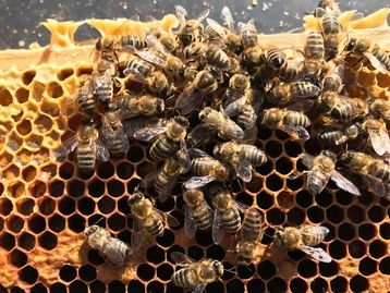 Der Varroadruck ist in Oberösterreich vereinzelt sehr hoch. Die Varroamilben sitzen auf den Rücken der Winterbienen und saugen sich voll..jpg