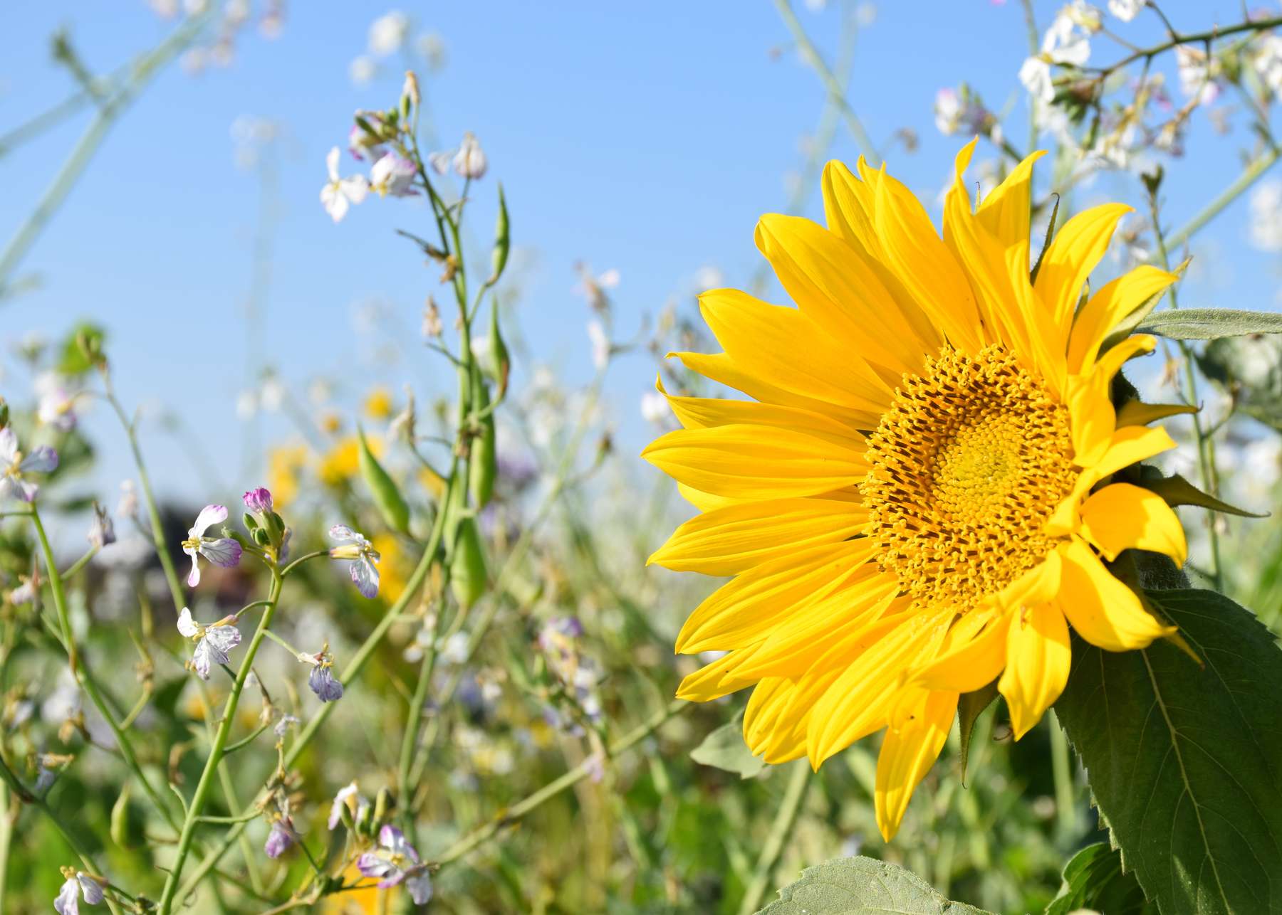 Kein Wunder, dass die Winterbienen irritiert sind: die derzeitigen Temperaturen und die vielerorts blühenden Zwischenfrüchte animieren wahrlich zur Nahrungssuche. Aufnahme vom 22.10.2018 in Adlwang..jpg