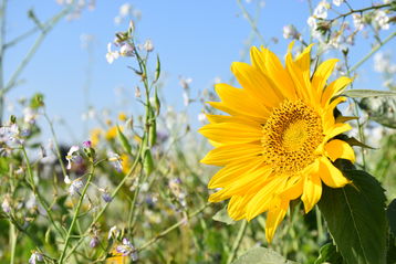 Kein Wunder, dass die Winterbienen irritiert sind: die derzeitigen Temperaturen und die vielerorts blühenden Zwischenfrüchte animieren wahrlich zur Nahrungssuche. Aufnahme vom 22.10.2018 in Adlwang..jpg