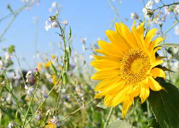 Kein Wunder, dass die Winterbienen irritiert sind: die derzeitigen Temperaturen und die vielerorts blühenden Zwischenfrüchte animieren wahrlich zur Nahrungssuche. Aufnahme vom 22.10.2018 in Adlwang..jpg