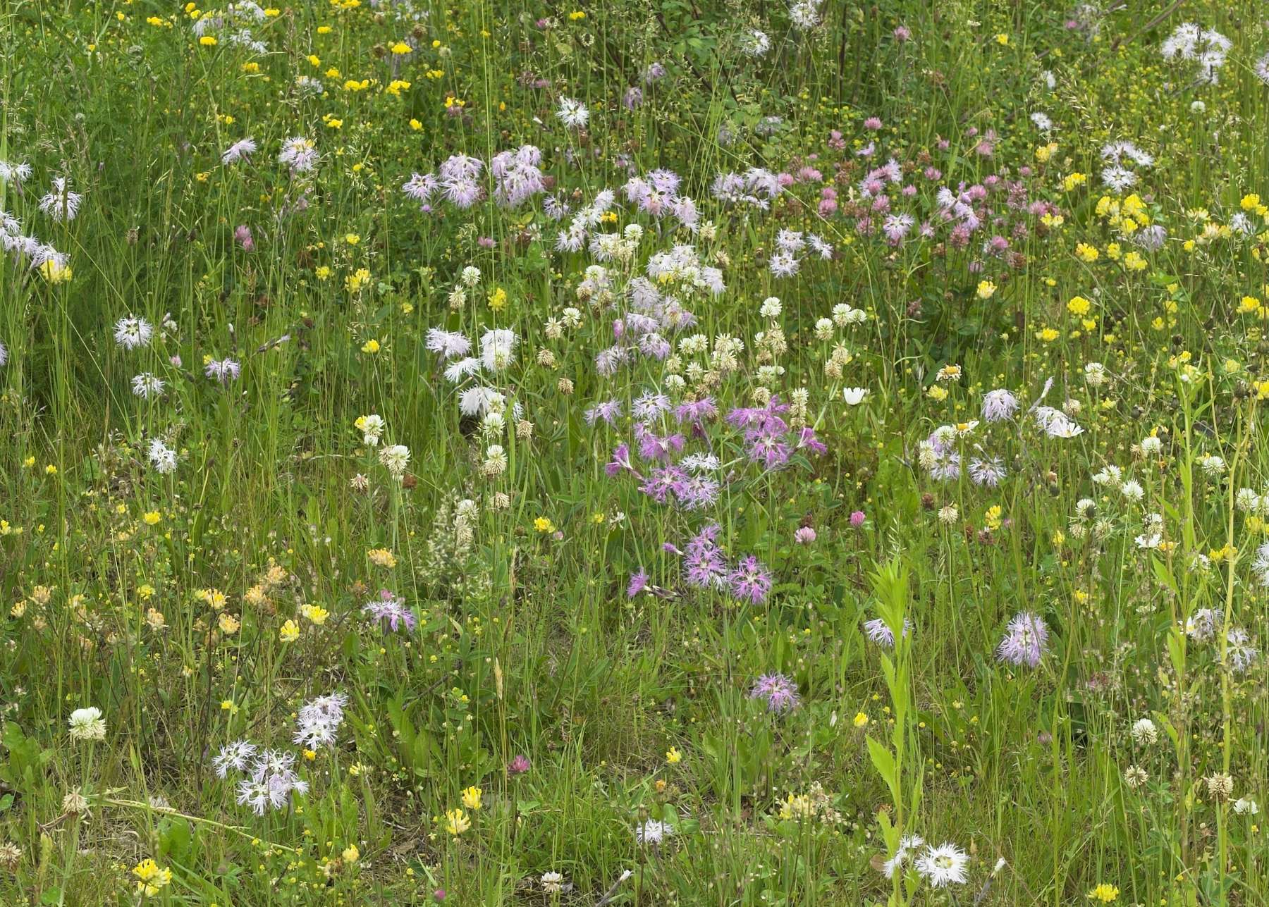 Wildblumenwiesenlehrgang.jpg Wildblumenwiesenlehrgang.jpg
