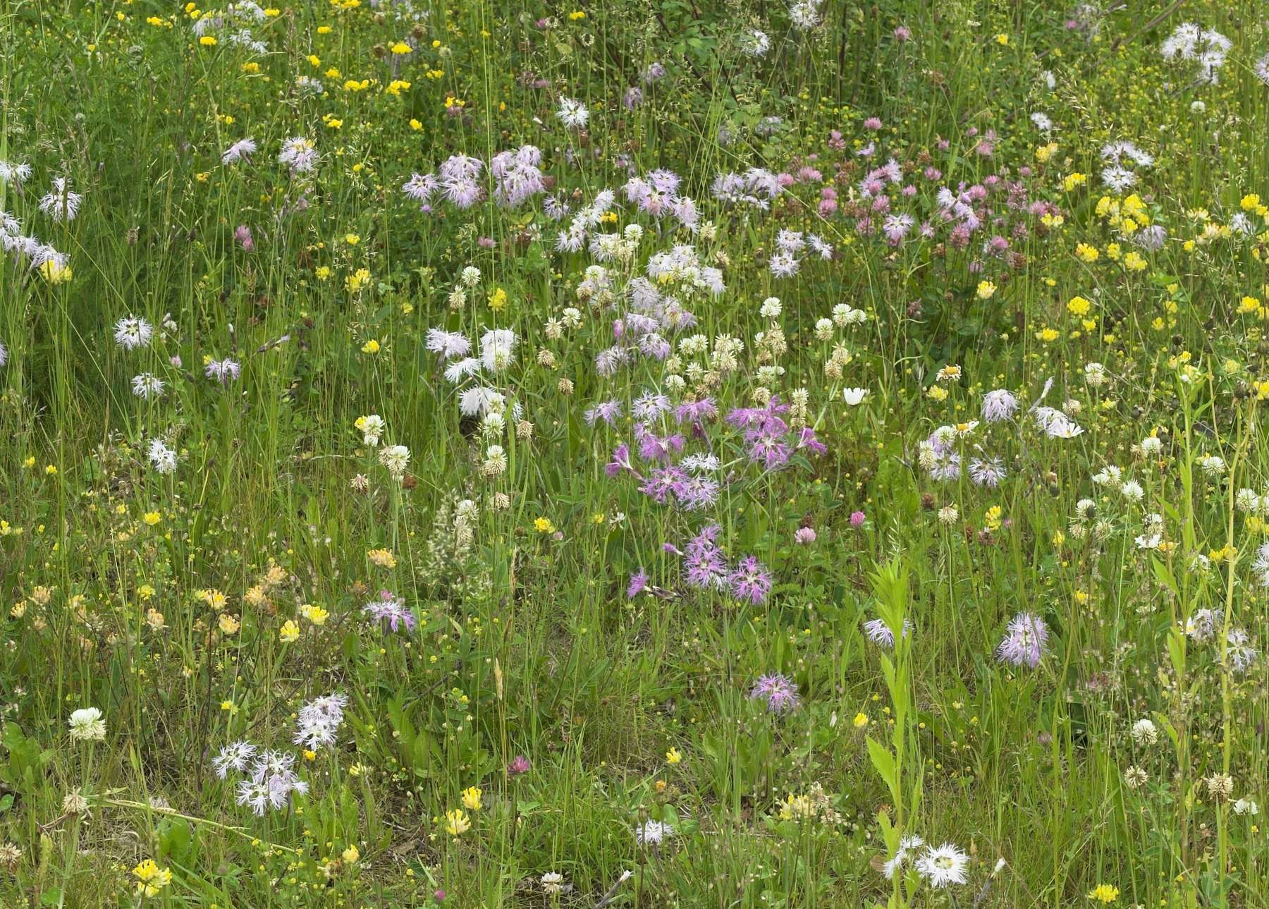 Wildblumenwiesenlehrgang.jpg