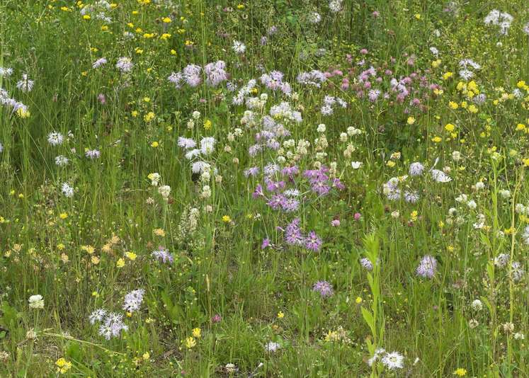 Wildblumenwiesenlehrgang.jpg Wildblumenwiesenlehrgang.jpg