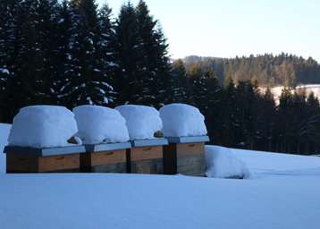 Mit den ersten Frostnächsten werden die Bienenvölker mit hoher Wahrscheinlichkeit in den kommenden Wochen brutfrei sein. Die Behandlung brutfreier Völker dient dazu optimale Startbedingungen für das Frühjahr 2019 zu schaffen. © Bienenzentrum OÖ