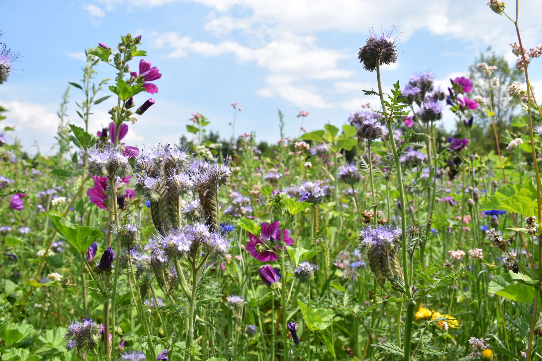 Die Blühstreifenaktion - mach mit schafft Nahrungsinseln und Lebensräume für alle blütenbestäubenden Insekten.Bienenzentrum OÖ.jpg