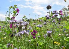 Die Blühstreifenaktion - mach mit schafft Nahrungsinseln und Lebensräume für alle blütenbestäubenden Insekten.Bienenzentrum OÖ.jpg
