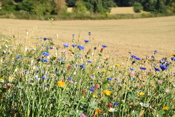 Ortsbauernschaft, Gemeinde und Imker tragen gemeinsam zur Verschönerung des Ortsbildes der Stadt Leonding bei. Bienenzentrum OÖ.jpg Ortsbauernschaft, Gemeinde und Imker tragen gemeinsam zur Verschönerung des Ortsbildes der Stadt Leonding bei. Bienenzentrum OÖ.jpg