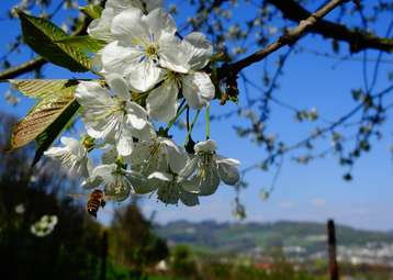 Die (Wild-)kirsche ist eine beliebte Trachtpflanze für unsere Honigbienen, da sie ohne lange Suche große Mengen an Nektar und Pollen finden.jpg Die (Wild-)kirsche ist eine beliebte Trachtpflanze für unsere Honigbienen, da sie ohne lange Suche große Mengen an Nektar und Pollen finden.jpg