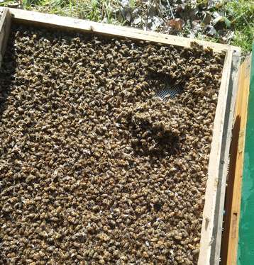 Totes Bienenvolk Plötzlich abgestorben und heruntergefallen. Ursache ist vermutlich zu hoher Virusbesatz..jpg Totes Bienenvolk Plötzlich abgestorben und heruntergefallen. Ursache ist vermutlich zu hoher Virusbesatz..jpg