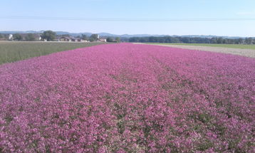 Am Betrieb der Familie Hochgatterer werden derzeit 22 verschiedene Blumenarten vermehrt. .jpg Am Betrieb der Familie Hochgatterer werden derzeit 22 verschiedene Blumenarten vermehrt. .jpg
