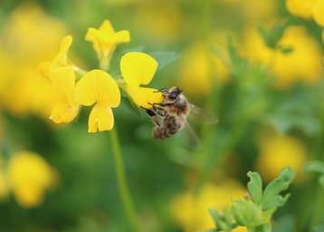 Rund 81.000 Bienenvölker kümmern sich in Oberösterreich um die Bestäubung und Fortpflanzung vieler Pflanzenkulturen..jpg