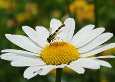 Nicht nur Wild- und Honigbienen erfreuen sich an Blühstreifen  diese Schwebfliege ernährt sich von Pollen einer Acker-Hundskamille. .jpg