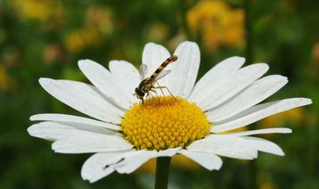 Nicht nur Wild- und Honigbienen erfreuen sich an Blühstreifen diese Schwebfliege ernährt sich von Pollen einer Acker-Hundskamille. .jpg Nicht nur Wild- und Honigbienen erfreuen sich an Blühstreifen diese Schwebfliege ernährt sich von Pollen einer Acker-Hundskamille. .jpg