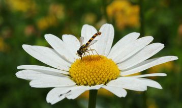 Nicht nur Wild- und Honigbienen erfreuen sich an Blühstreifen  diese Schwebfliege ernährt sich von Pollen einer Acker-Hundskamille. .jpg