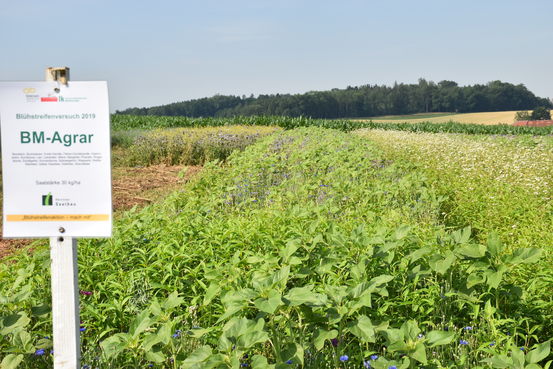 Blühstreifenversuch St. Florian.jpg Blühstreifenversuch St. Florian.jpg