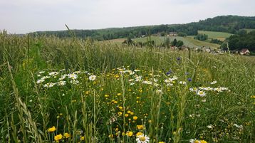 kann seinen Beitrag zur Artenvielfalt leisten - im Hausgarten sowie auch in der Kulturlandschaft..jpg