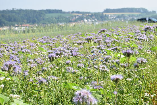 Blühstreifenversuch St. Florian.jpg Blühstreifenversuch St. Florian.jpg