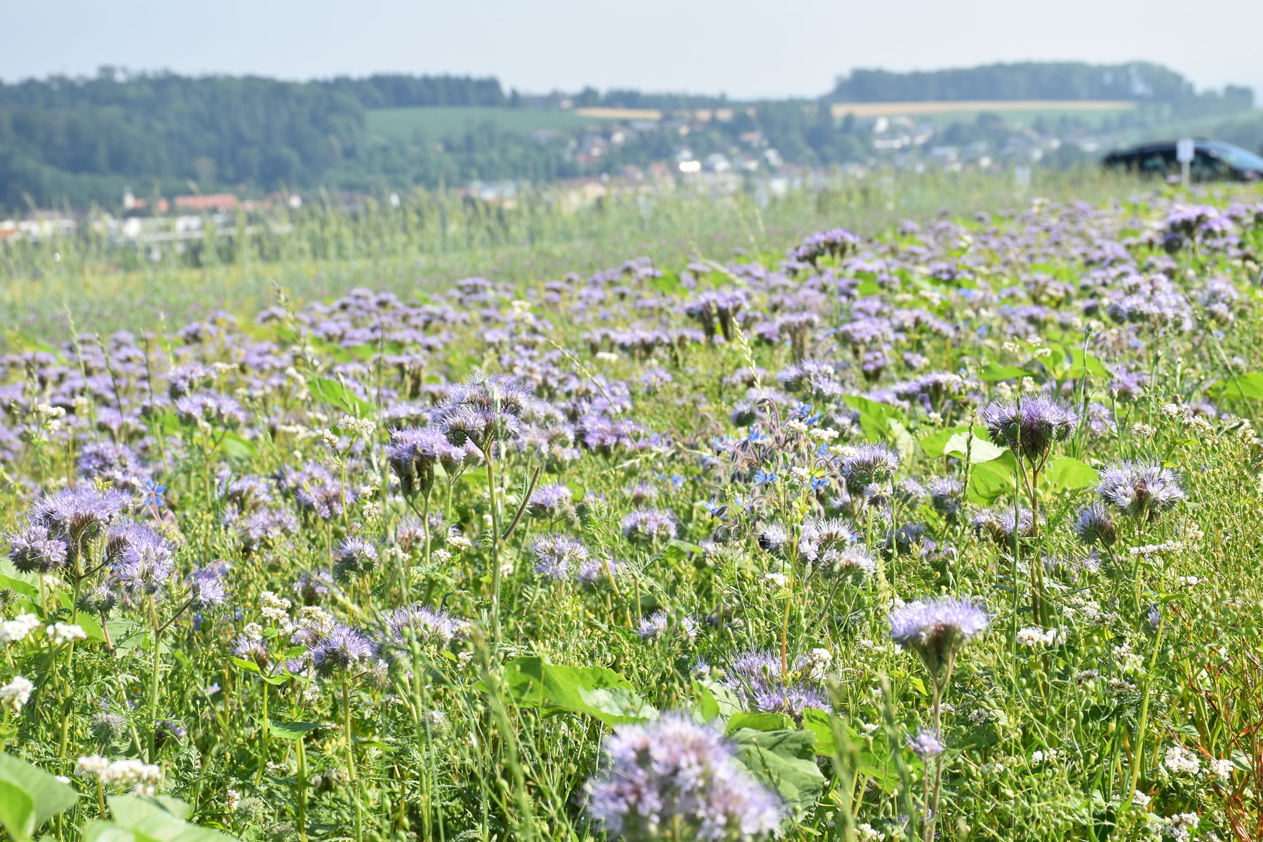 Blühstreifenversuch St. Florian.jpg Blühstreifenversuch St. Florian.jpg