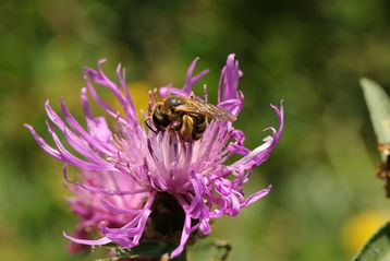 Die Einbringung von Wiesenflockenblumen, Witwenblumen oder Natternkopf in Saatgutmischungen ist wünschenswert – die Attraktivität für Wildbienen ist besonders hoch.jpg