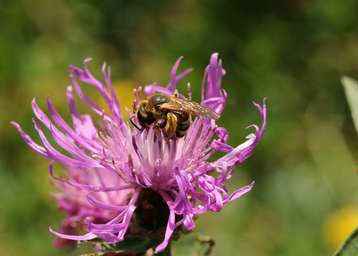 Die Einbringung von Wiesenflockenblumen, Witwenblumen oder Natternkopf in Saatgutmischungen ist wünschenswert – die Attraktivität für Wildbienen ist besonders hoch.jpg