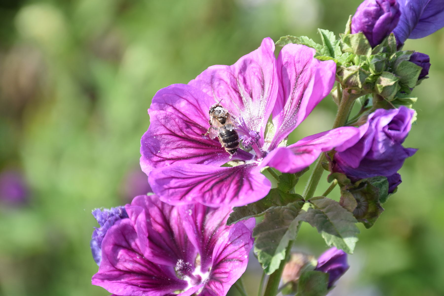 Malve - eine wichtige Pollenquelle im Hochsommer. .jpg