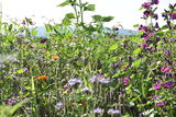 Blühfläche mit Blütenpflanzen, die eine lange Blühzeit aufweisen, kommt den Insekten und daher auch der Honigbiene sehr zugute..jpg Blühfläche mit Blütenpflanzen, die eine lange Blühzeit aufweisen, kommt den Insekten und daher auch der Honigbiene sehr zugute..jpg