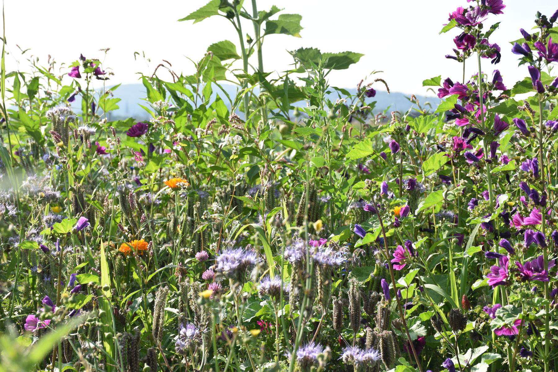 Blühfläche mit Blütenpflanzen, die eine lange Blühzeit aufweisen, kommt den Insekten und daher auch der Honigbiene sehr zugute..jpg Blühfläche mit Blütenpflanzen, die eine lange Blühzeit aufweisen, kommt den Insekten und daher auch der Honigbiene sehr zugute..jpg