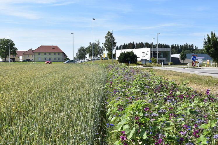 Blühstreifen  in St. Martin Mühlkreis neben Kreisverkehr.jpg