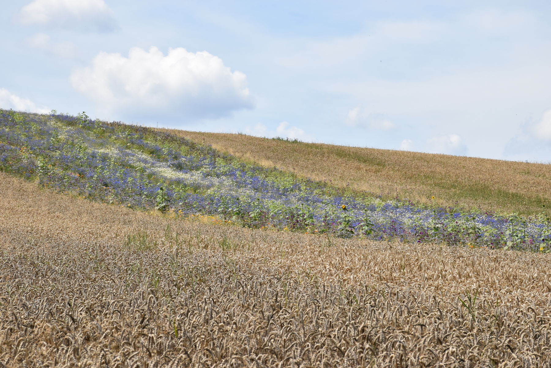 ein Blick auf den Blühstreifen.jpg ein Blick auf den Blühstreifen.jpg